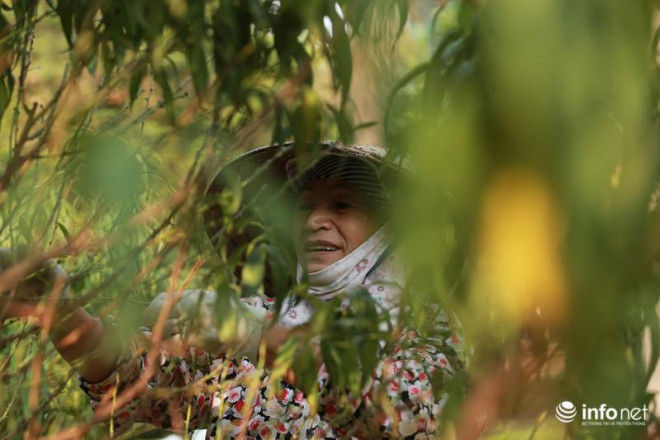 Tuốt lá đào được xem là công đoạn vô cùng quan trọng, cần sự cẩn trọng và tính toán kỹ lưỡng của người trồng đào...