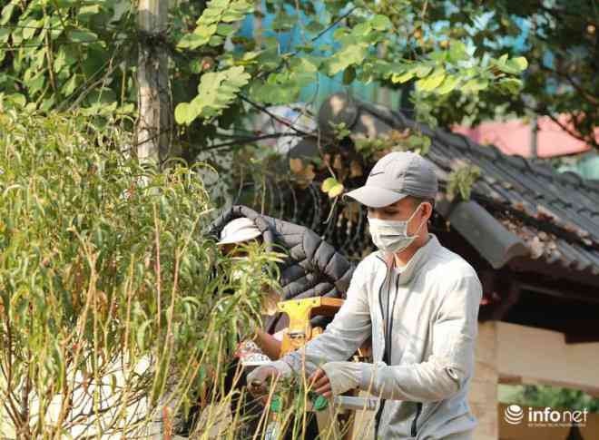 Theo những người tuốt lá đào có kinh nghiêm lâu năm trong nghề trồng đào cho biết, những năm gần đây thời tiết mùa đông khá thất thường, nên nhiều chủ vườn thực hiện công đoạn tuốt lá muộn hơn.