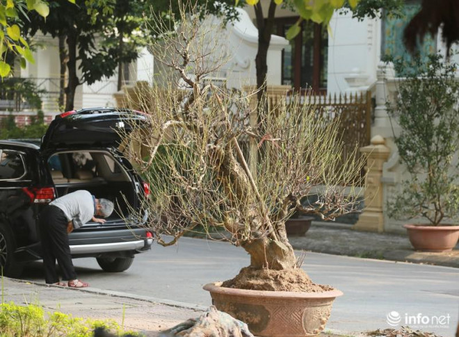 Cây đào đã được tuốt xong lá đã ra dáng hơn và chỉ chờ ngày bung nụ đón Tết.