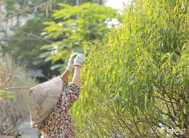 Điểm bán đào trên đường Lạc Long Quân và Võ Chí Công (Hà Nội), vốn dĩ đã trở thành một địa điểm được người dân Hà Nội ưa thích, lựa chọn mua nhiều nhất dịp cuối năm, do khu vực có những gốc đào khá "độc" và đẹp.