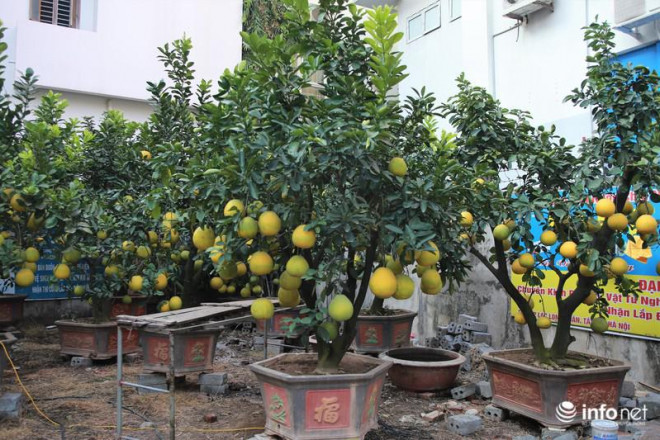 Theo quan sát của PV, hiện tại các cây bưởi cũng đã bắt đầu chín và đã có người đến hỏi mua để... trưng Tết chơi dần.