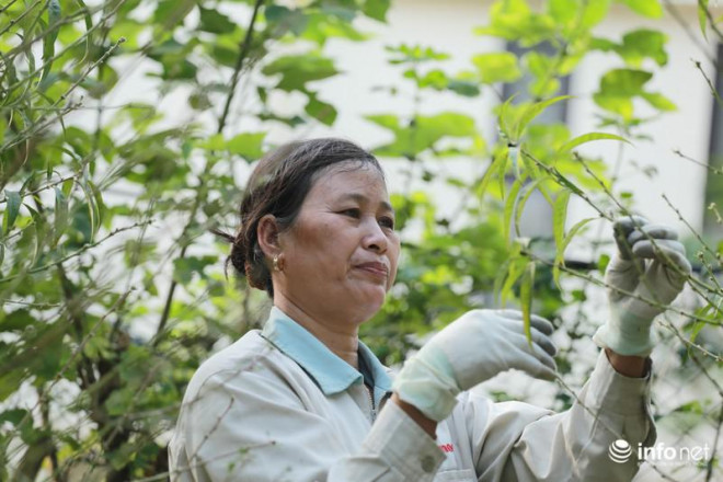 Sau khi tuốt lá, đào ra mắt, người trồng đào sẽ phải bấm ngọn, tuốt lá thêm một lần nữa vào giữa tháng 11 âm lịch. Lần tuốt lá sau để cây đào tập trung nuôi dưỡng mắt, cho ra những nụ hoa mập mạp và thắm màu hơn.