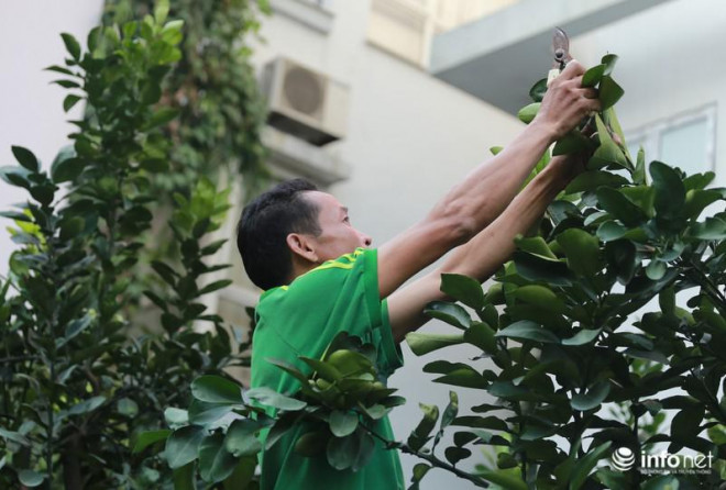 Cũng giống như đào, để có cây, quả đẹp người bán luôn phải chăm sóc đúng cách để cây phát triển ổn định.