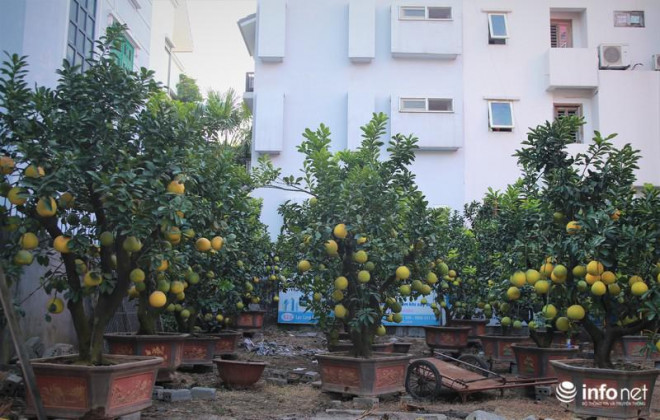 Cũng giống như đào, hiện tại trên đường Lạc Long Quân cũng đã xuất hiện những điểm bán bưởi cây, quất cảnh.