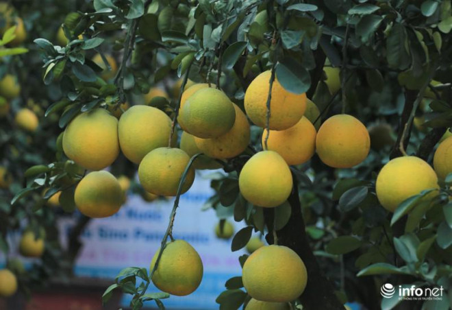 Những chùm bưởi rất sai quả, nên những cây bưởi đẹp có thể bán lên tới giá vài chục triệu đồng. Còn nếu thuê thì giá cũng tới 1/3, dù thời gian thuê chỉ từ 10-15 ngày Tết.