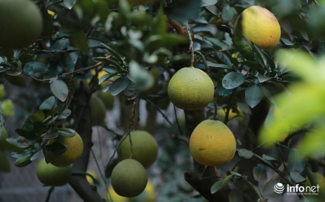 Theo những người bán hàng ở đây chia sẻ, vốn dĩ việc mang bưởi ra bán sớm là để cho những người dân sớm có được có những lựa chọn cho mình. Có thể đến mua "giữ" cây đẹp, nhờ chủ vườn chăm hộ và khi đến Tết mới chở về nhà để trưng Tết.