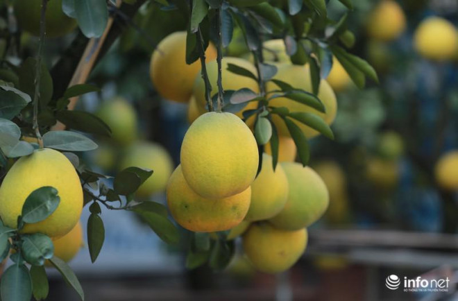 Đào Nhật Tân "xuống phố" sớm, nhiều tuyến đường Hà Nội đã rộn ràng sắc Xuân - 15