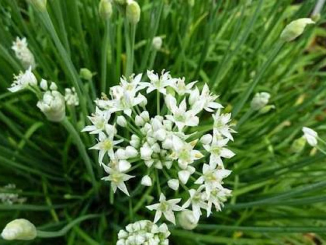 Ẩm thực - Bạn đã từng ăn hoa hẹ - món ngon chồng ăn, vợ khen chưa?