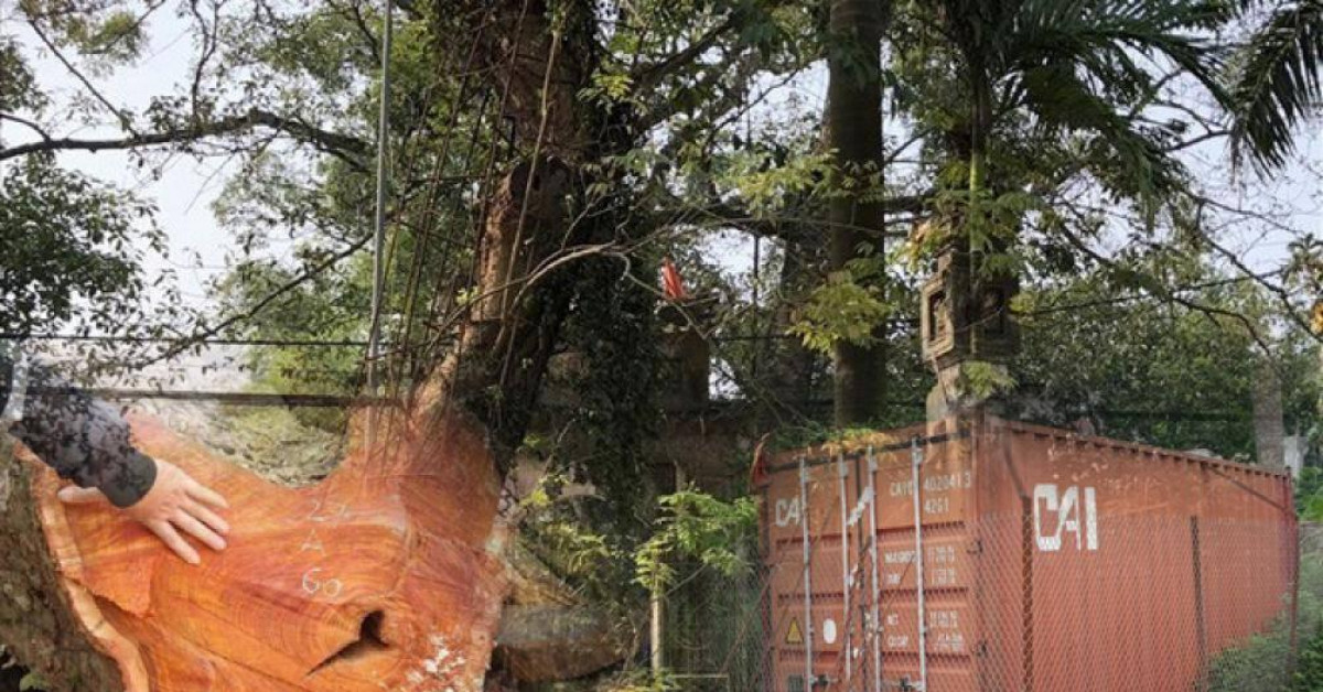 Tin tức trong ngày - Hạ giá hơn chục tỷ, lô gỗ sưa trăm tỷ ở Hà Nội vẫn "ế khách"