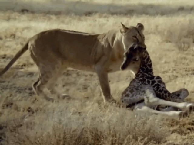 Media - Hươu cao cổ mẹ bất lực đứng nhìn con bị sư tử xé xác