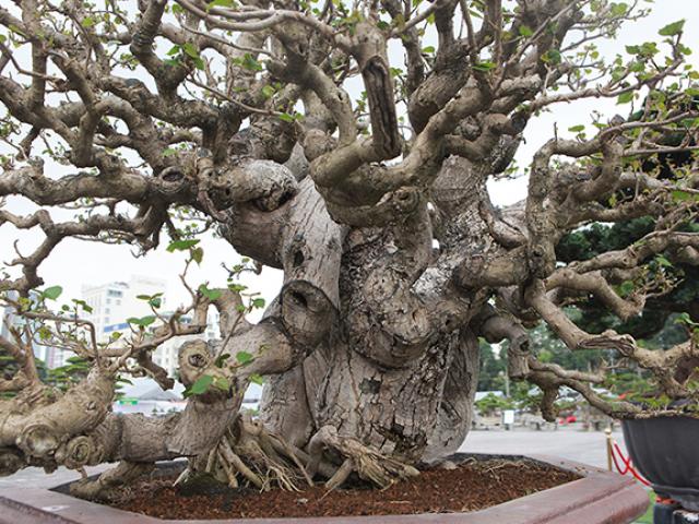 Thị trường - Tiêu dùng - Cây dâm bụt mọc bờ rào, vào tay nghệ nhân thành siêu phẩm giá hơn 300 triệu