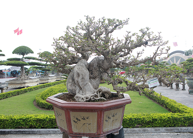 Anh Ngô Vĩnh Cường (TP. Hồ Chí Minh), chủ nhân của tác phẩm cho biết, cây có nguồn gốc từ Đài Loan, ở Việt Nam không có cây nào lớn như vậy.