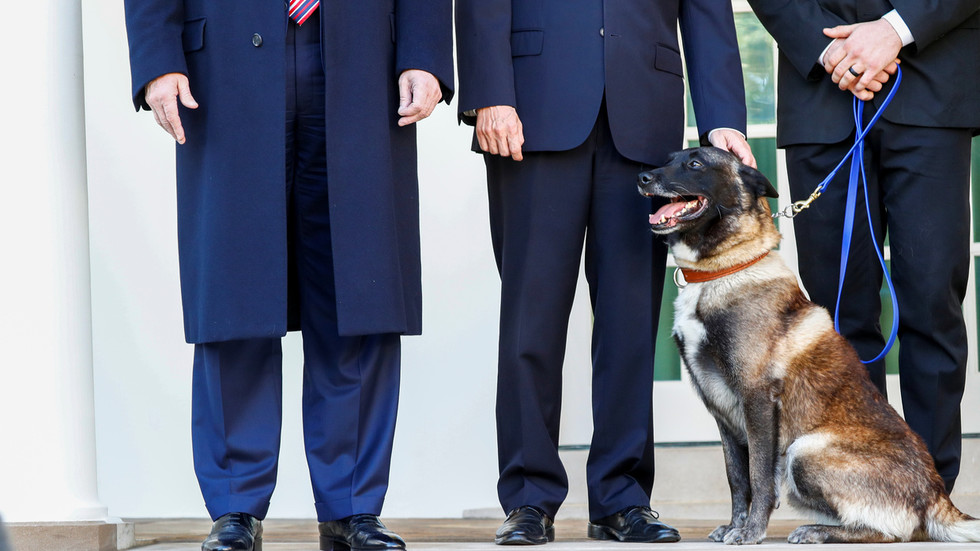 Chú chó anh hùng đến Nhà Trắng hôm 25.11.
