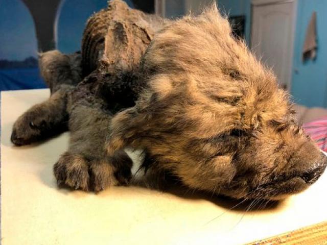 Thế giới - Xác sinh vật 18.000 năm tuổi nguyên vẹn gây "đau đầu" vì không biết là con gì