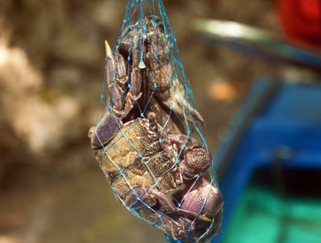 Những sản vật như ba khía, cá thòi lòi níu chân du khách gần xa. 