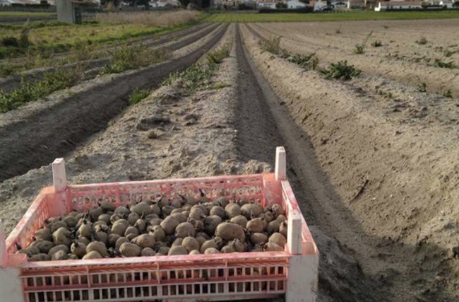 Người trồng La Bonnotte sẽ cho thêm rong biển bón vào đất, mang lại hương vị đặc biệt cho khoai tây.