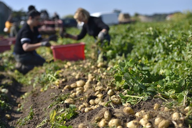 Trong thời gian đó, 2.500 người sẽ thu hoạch khoai tây từ lúc bình minh đến khi mặt trời lặn thật cẩn thận để thu được những củ khoai ngon nhất.