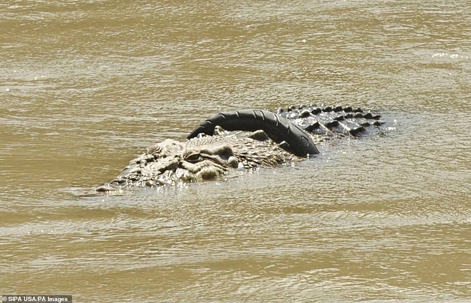 Con cá sấu bị lốp xe quấn quanh cổ.