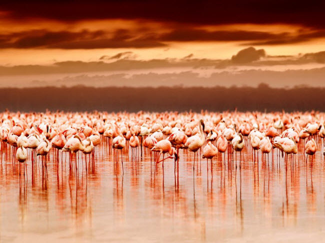 Vườn quốc gia Hồ Nakuru, Kenya: Khu bảo tồn thiên nhiên này có hệ sinh thái rất đa dạng bao gồm các loài như tê giác trắng, báo gấm và chim hồng hạc.
