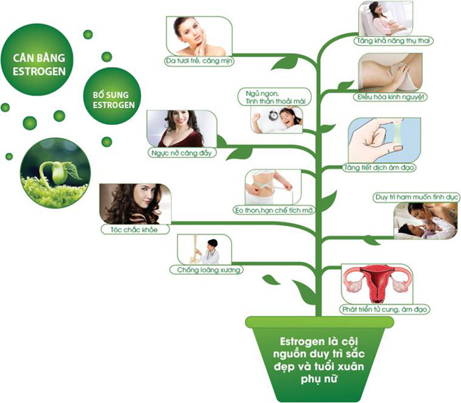 Bổ sung Estrogen thảo dược cực kì là quan trọng đối với phụ nữ