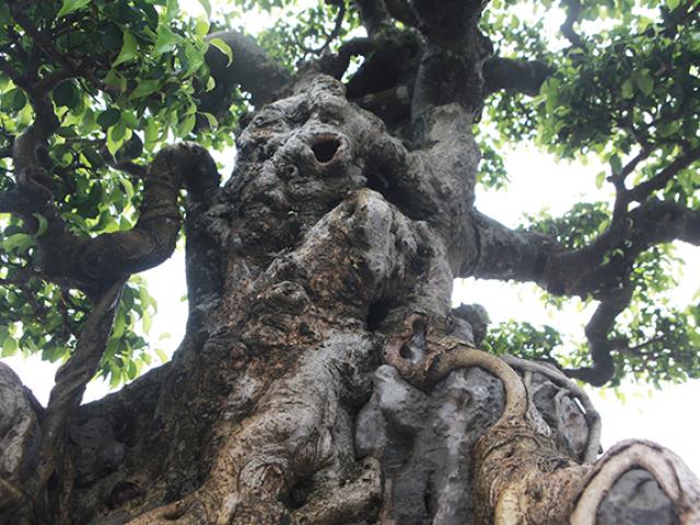 Thị trường - Tiêu dùng - Cây sanh cổ của nghệ nhân Hà Nội được trả 6 tỷ mà chủ nhân vẫn chưa muốn bán