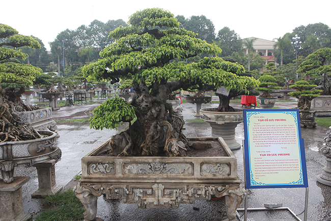 Anh Hồng Quân (Thường Tín, Hà Nội), chủ nhân của cây sanh Nam Điền cổ cho biết, tác phẩm có tuổi đời trên 100 năm.