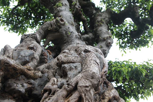 Trước đó cây cũng trải qua 2 đời chủ, cũng là nghệ nhân có tiếng ở Hà Nội, sau gần 9 năm tạo tác cây gần như hoàn chỉnh. Khoảng 2 năm nữa cây đạt đến độ hoàn hảo.