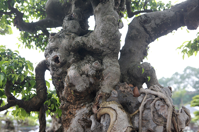 Anh Quân thông tin, một tác phẩm bonsai theo tiêu chuẩn quốc tế phải là cây không quá lớn, không quá nhỏ. Thân, bệ rễ, răm, chi, bông tán hoàn chỉnh… nhìn gọn gàng.
