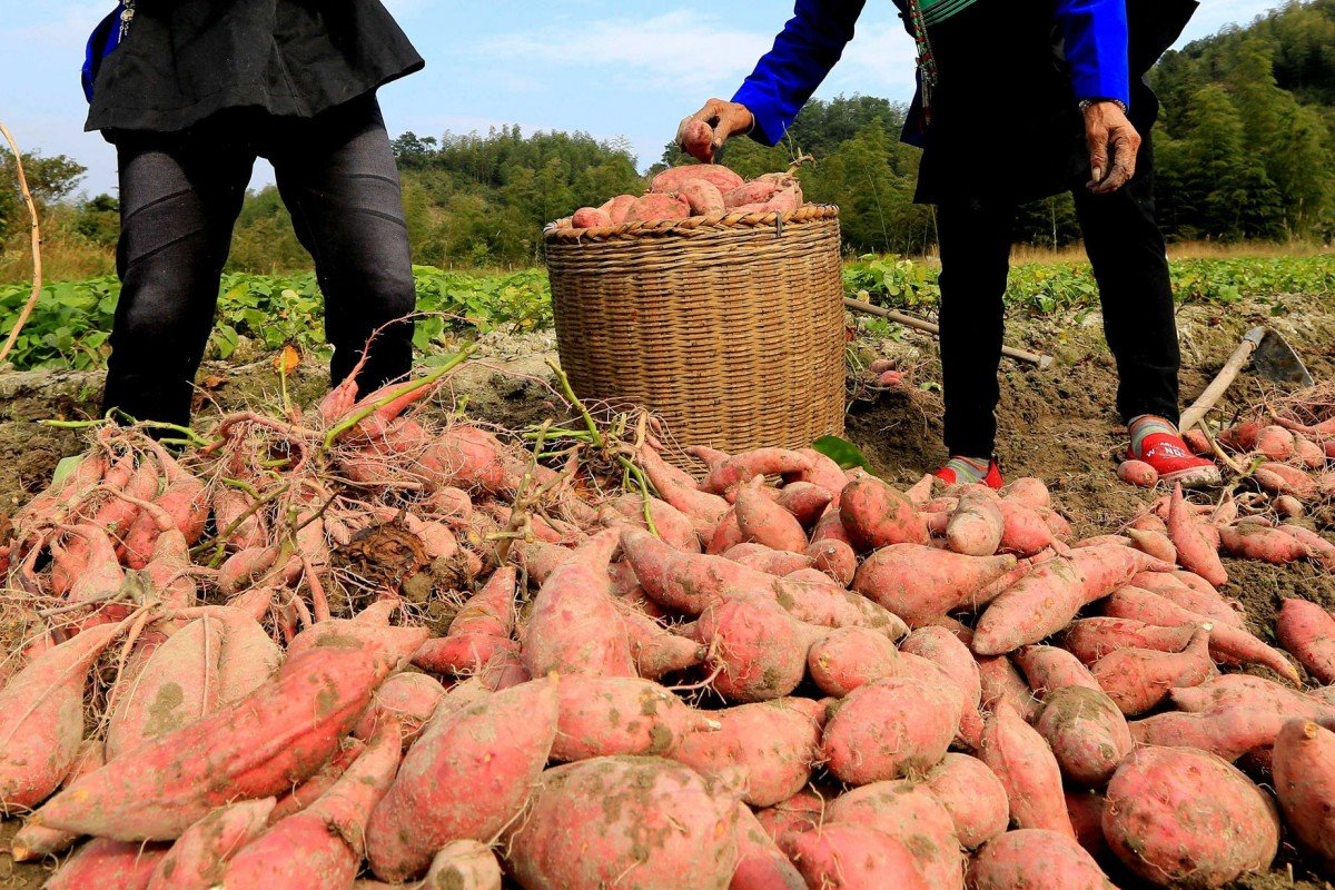 The Japanese Mafia is in dire straits, stealing sweet potatoes from the farm - 2