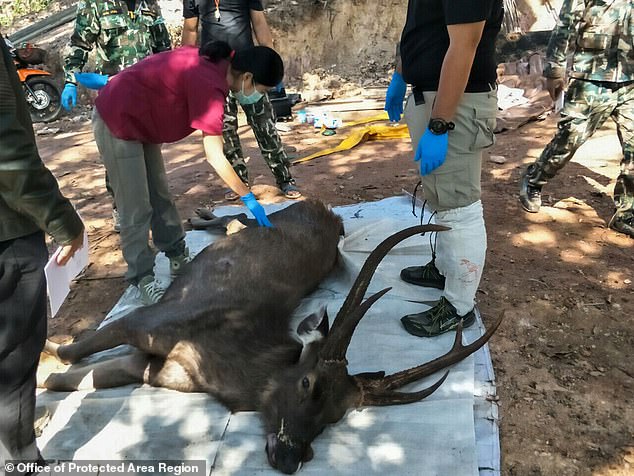 Thailand: A 10-year-old deer died, stunned with what was removed during abdominal dissection - 1