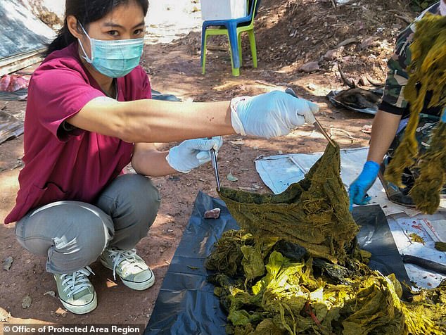 Thailand: A 10-year-old deer died, stunned by what was removed during abdominal dissection - 2