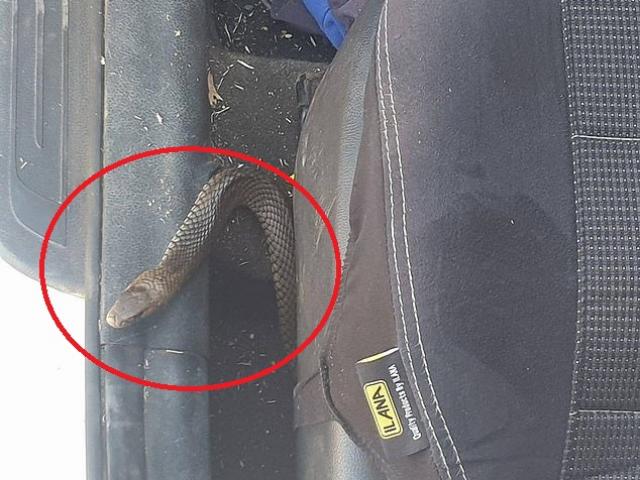 Phi thường - kỳ quặc - Để hở cửa kính ô tô, đi một lúc mới phát hiện "tử thần" dưới ghế con trai ngồi