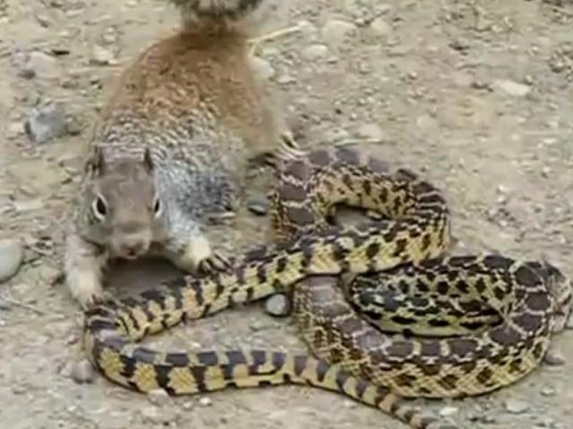 Con sóc chuột dùng ”võ cổ truyền” đánh rắn độc và cái kết không ngờ
