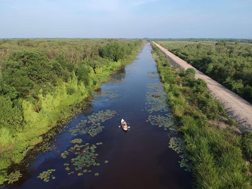 Du khách chèo thuyền kayak trên dòng kênh giữa rừng tràm bát ngát