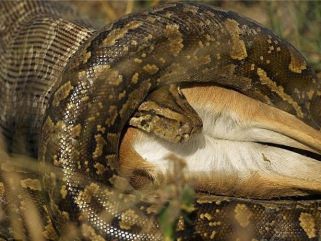 Media - Pha phi thân khỏi mặt nước, trăn ngoạm đầu hươu lôi xuống hồ