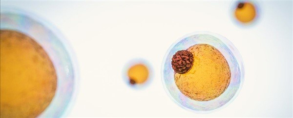 Trong cơ thể có nhiều loại tế bào mỡ khác nhau