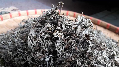 Những cây thuốc nam chữa bệnh đau nhức xương khớp hiệu quả nhiều người tin dùng - 2