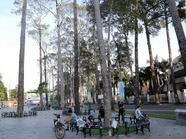 Tin tức trong ngày - Sau khi “hóa kiếp” công viên ở TP.HCM thành quảng trường, cả chục cây cổ thụ chết khô