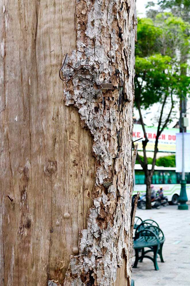 Nhiều cây chết khô, vỏ cây rớt xuống công viên.