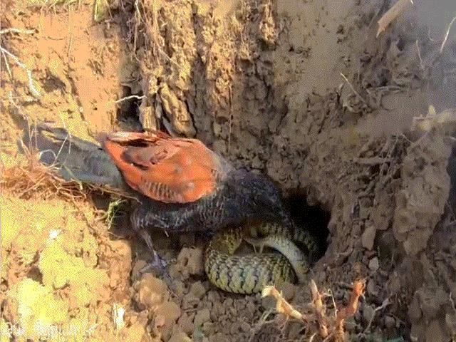 Thế giới - Video: Rắn hoa cỏ lép vế trước những pha tấn công ranh mãnh của bìm bịp