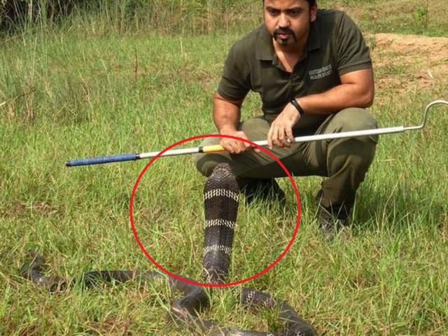 Thế giới - Ấn Độ: Tá hỏa phát hiện rắn hổ mang chúa 5,5 kg mò vào nhà vệ sinh giữa đêm tối