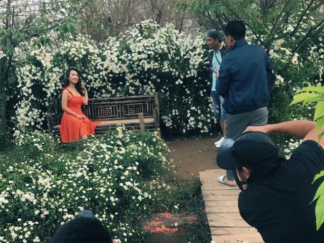 Kinh doanh - Cúc hoạ mi vào mùa: Chủ vườn kiếm hàng chục triệu mỗi ngày