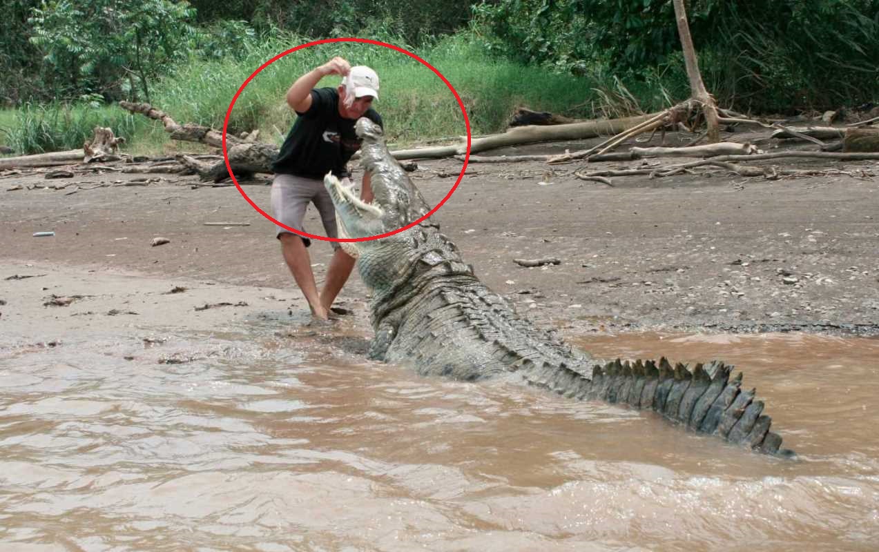 Một công nhân Indonesia mất tích được cho là bị cá sấu tấn công và ăn thịt (ảnh minh họa)