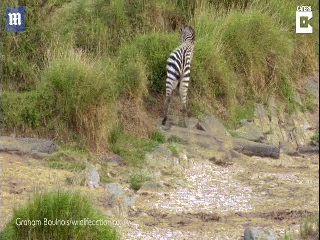 Thế giới - Video: Bị sư tử phục kích, ngựa vằn hành động nhanh như điện, thoát hiểm khó tin