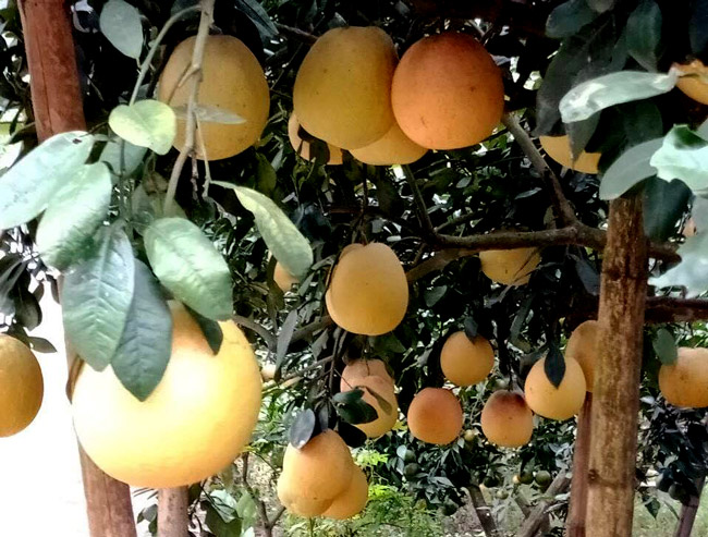 Khi ăn, bưởi có vị ngọt thanh, mát và hương vị đặc trưng không nhầm lẫn với những giống bưởi khác.