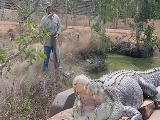 Thế giới - Úc: Bắt được cá sấu khổng lồ hung dữ dài hơn 5m