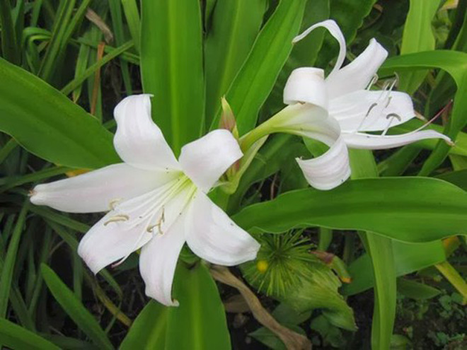 Trinh nữ hoàng cung giúp cải thiện u xơ tử cung