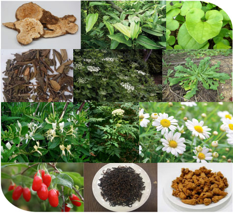 Dược liệu Việt Nam