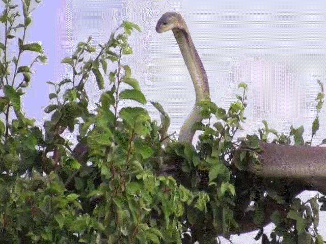 Thế giới - Video: Rắn Mamba đen "khủng" run rẩy treo mình ở ngọn cây để tránh kẻ thù truyền kiếp