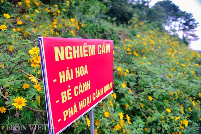 Rừng hoa dã quỳ đẹp mê hồn thu hút ngàn người check in ở Hà Nội - 7